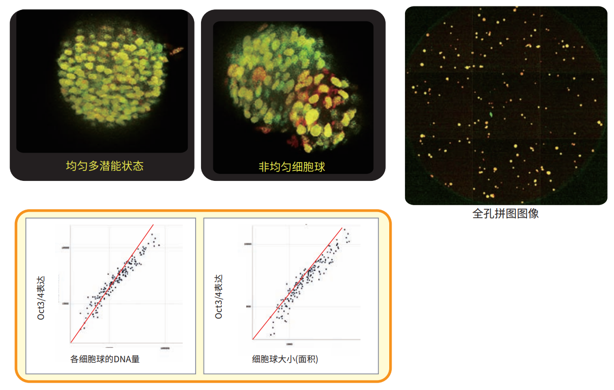 應(yīng)用2 人iPSC細(xì)胞球成像.png 應(yīng)用2 人iPSC細(xì)胞球成像.png