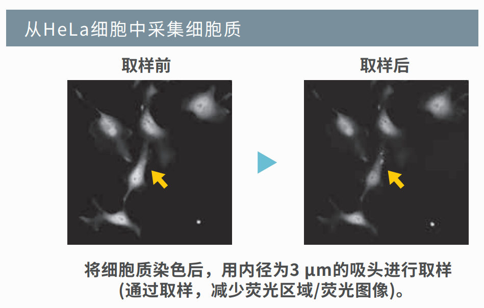 Hela細胞內(nèi)取樣.png Hela細胞內(nèi)取樣.png