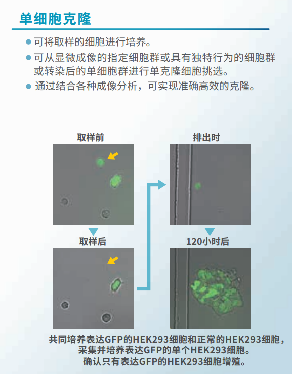 單細胞克隆.png 單細胞克隆.png